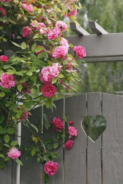 Garden gate with roses growing over it
